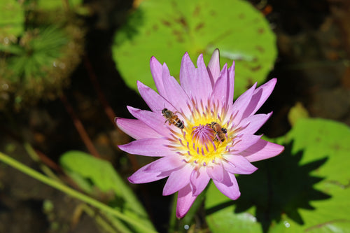 Blue Lotus Flower tea